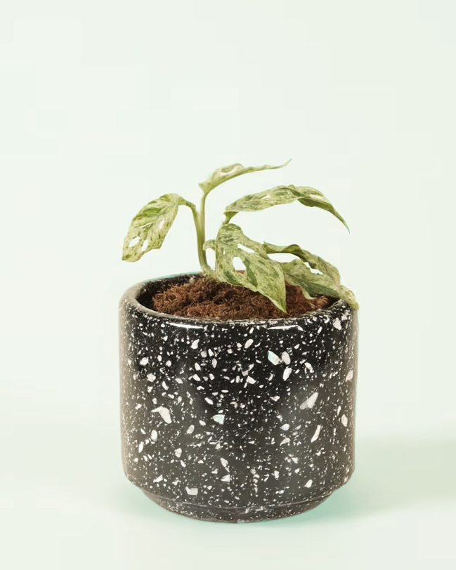 Monstera Adansonii Frozen Freckles Baby