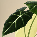 alocasia frydek