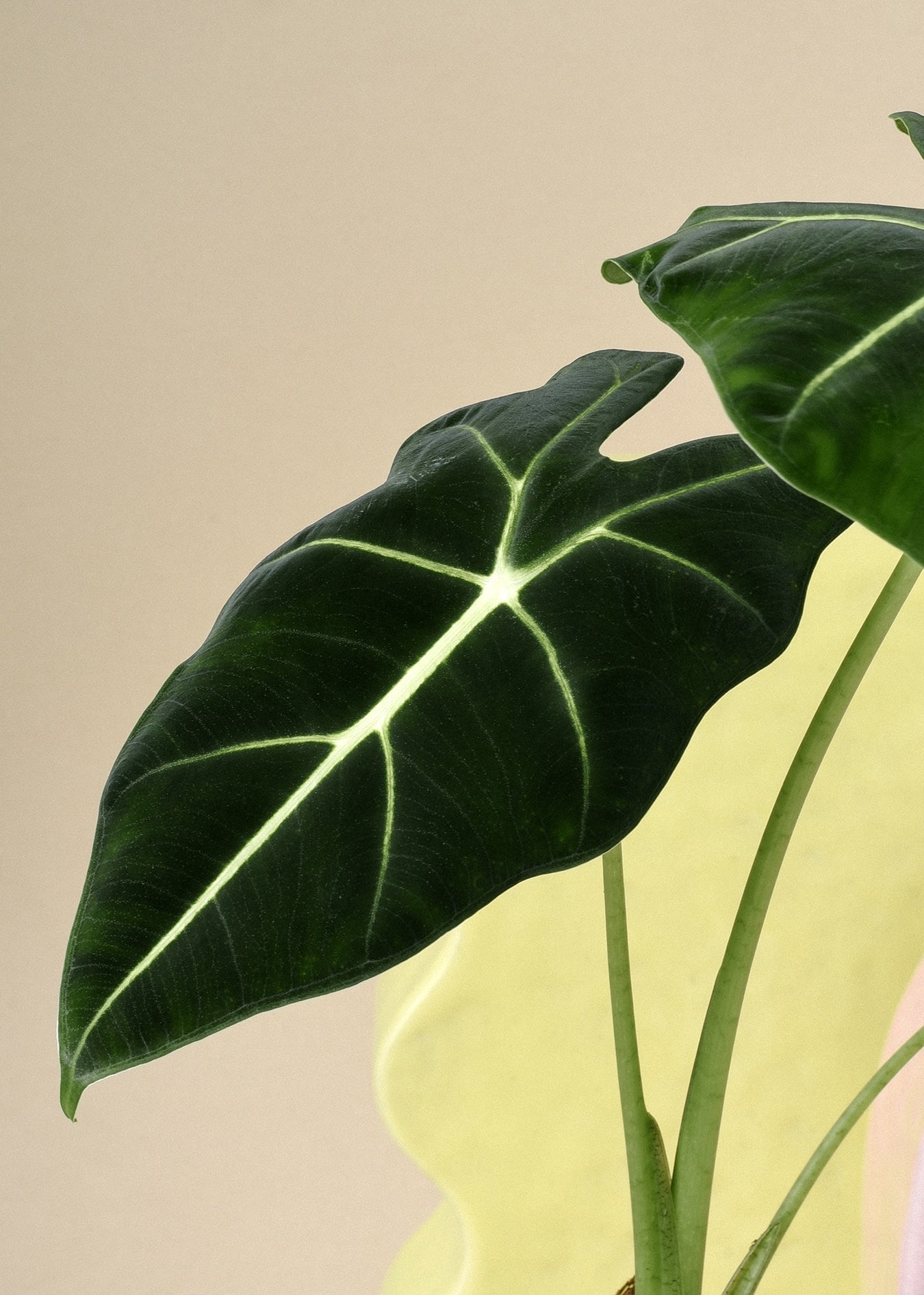 alocasia frydek