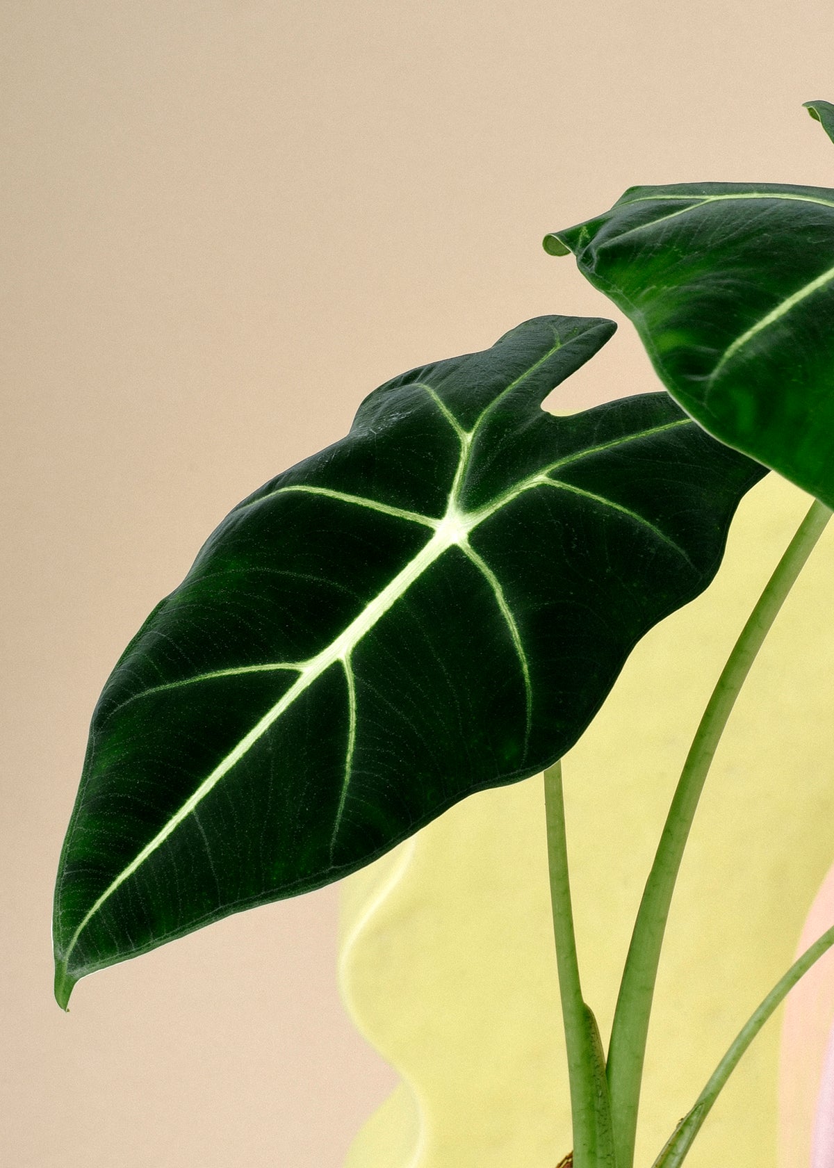 Alocasia Frydek M by Plant Circle
