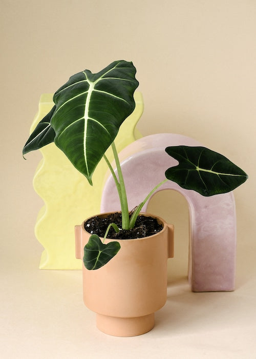 Alocasia Frydek – Medium, Approx. 30.0cm height – 12.0cm Pot Default Title 1