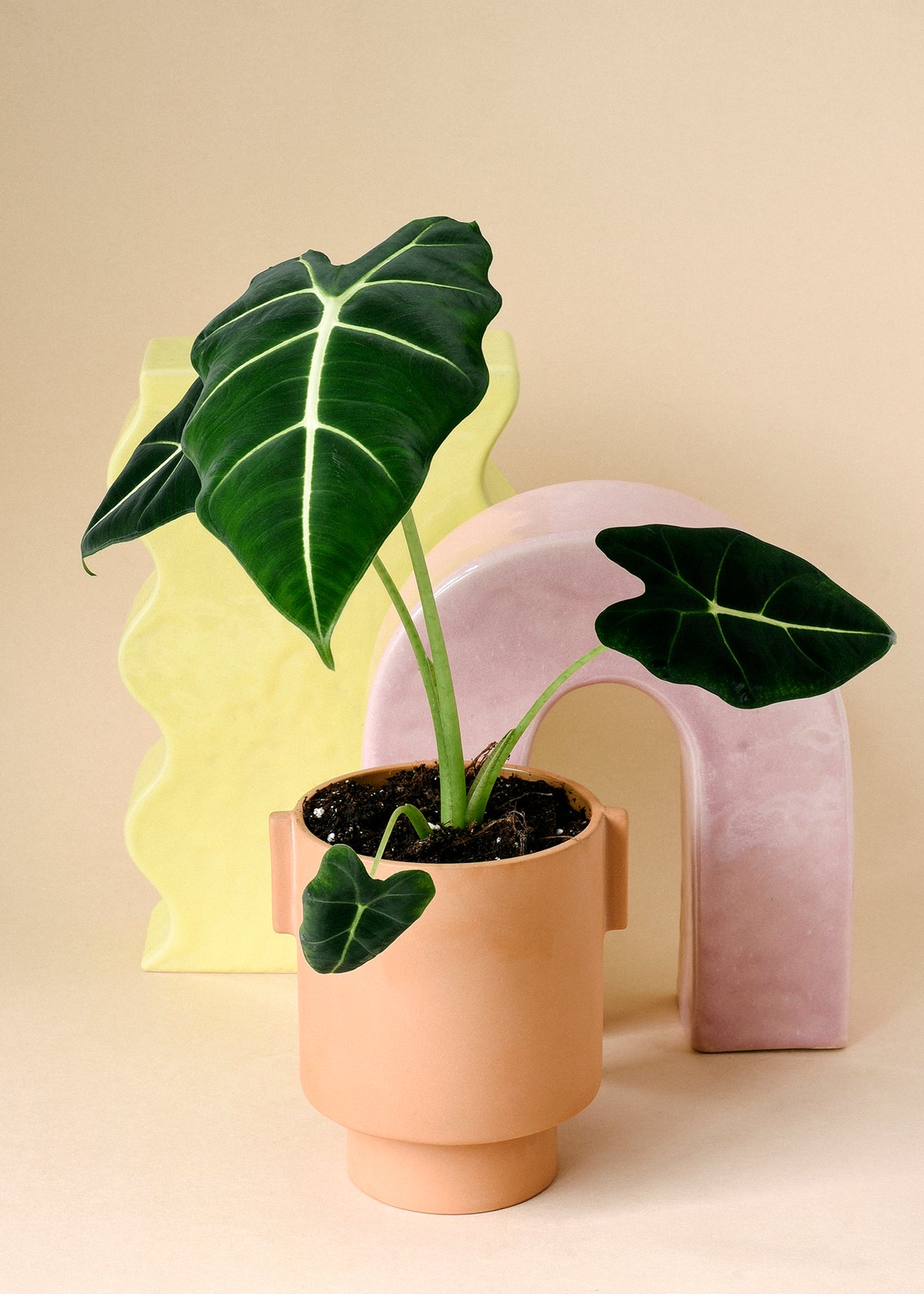 Healthy Alocasia Frydek M by Plant circle