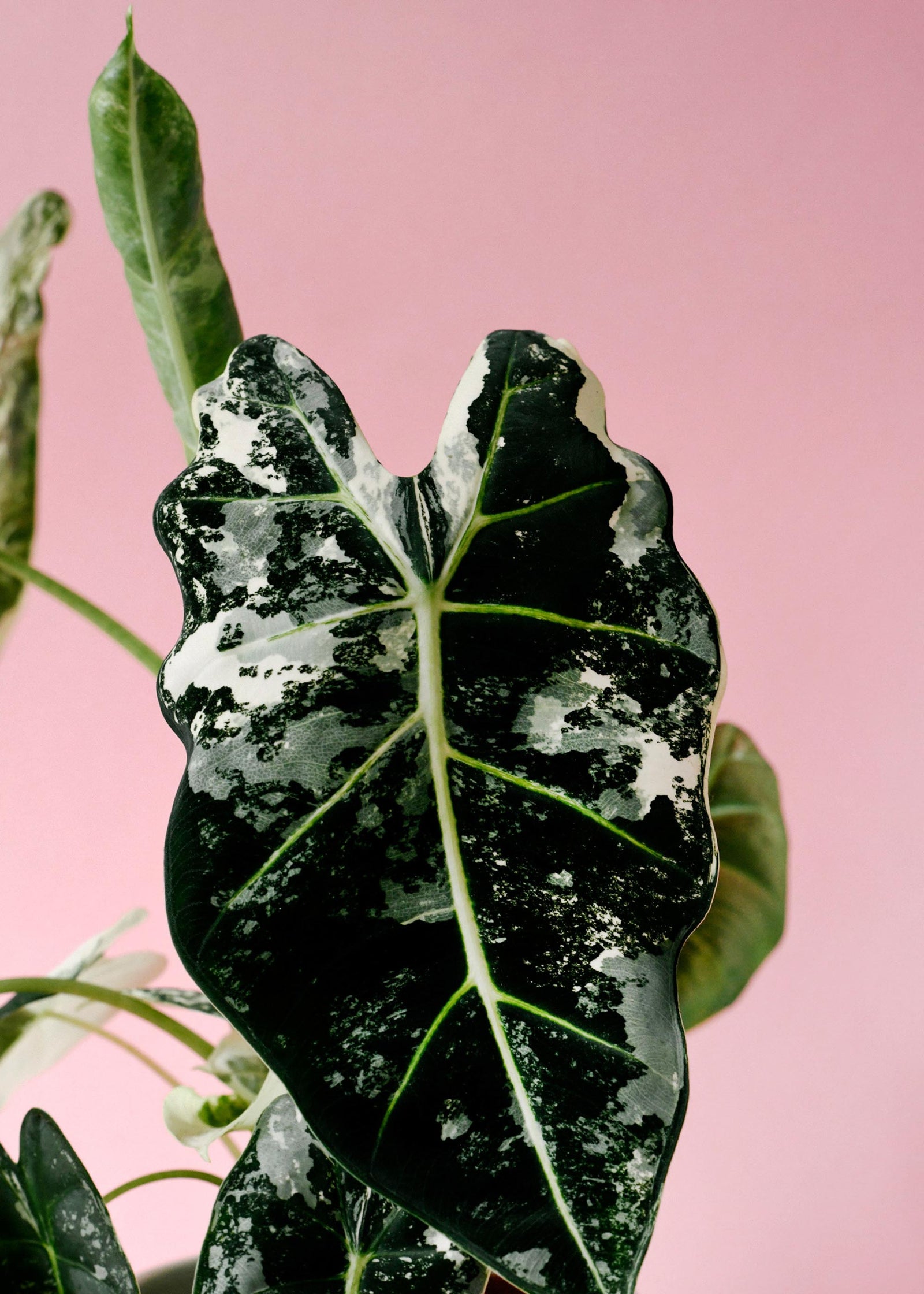Close-up of an alocasia fydek variegata leaf with white spots against a pink background