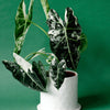 Alocasia Frydek Variegata Medium