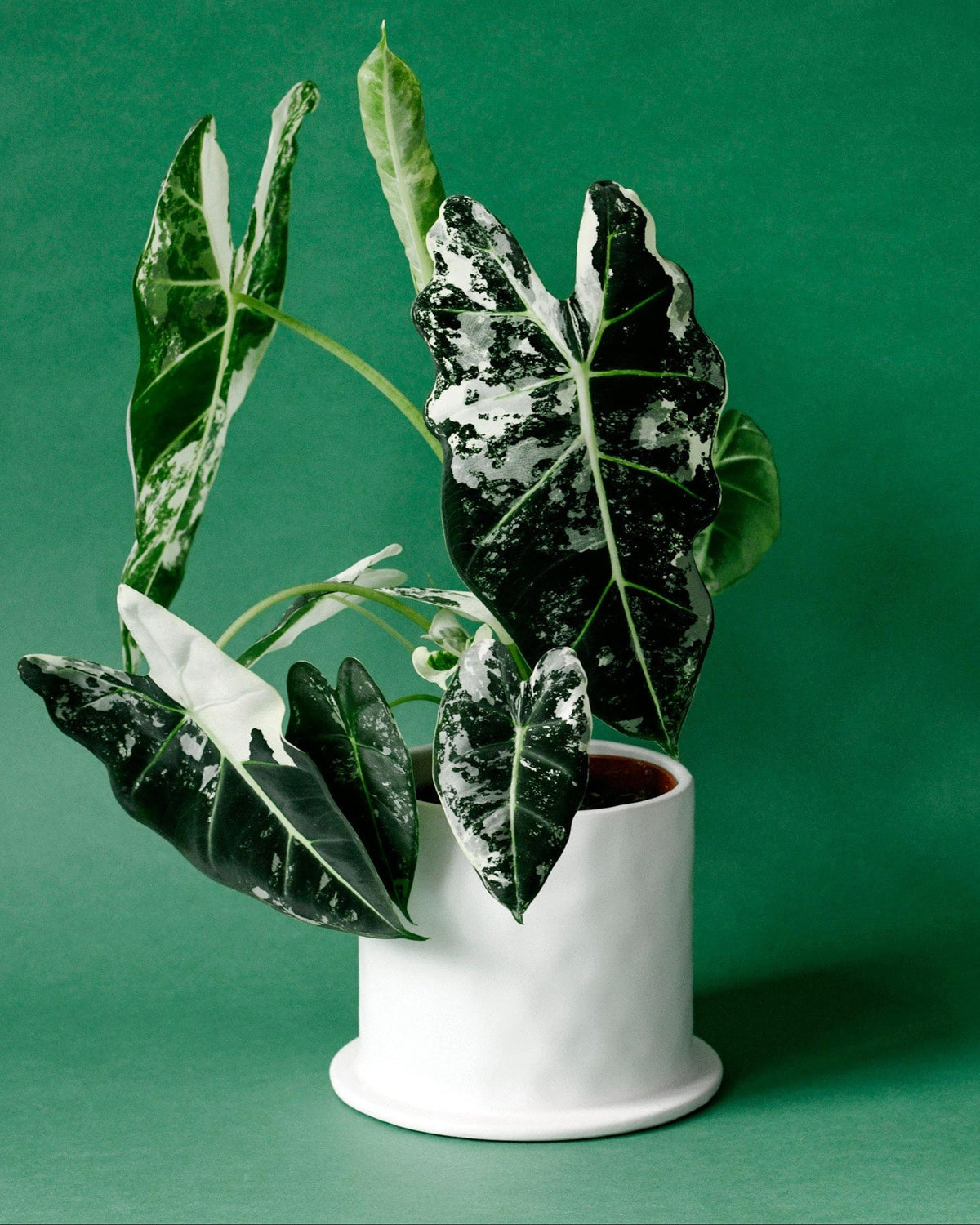 Alocasia Frydek Variegata Medium