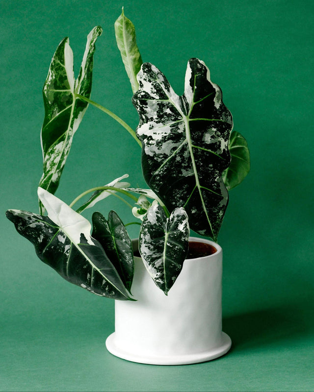 Alocasia Frydek Variegata Medium