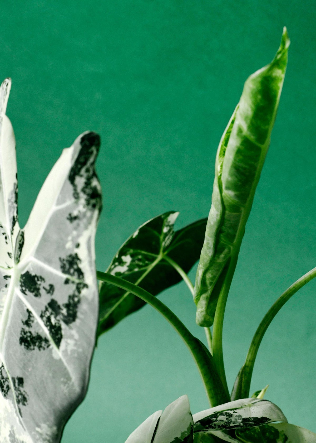 Close-up of a  alocasia fydek variegata emergent leaf with green leaves against a teal background