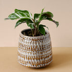 Goeppertia (Calathea) lietzei 'White fusion'