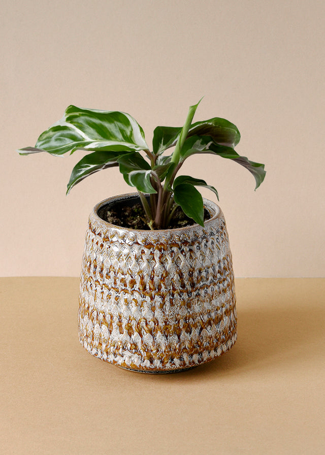 Goeppertia (Calathea) lietzei 'White fusion'