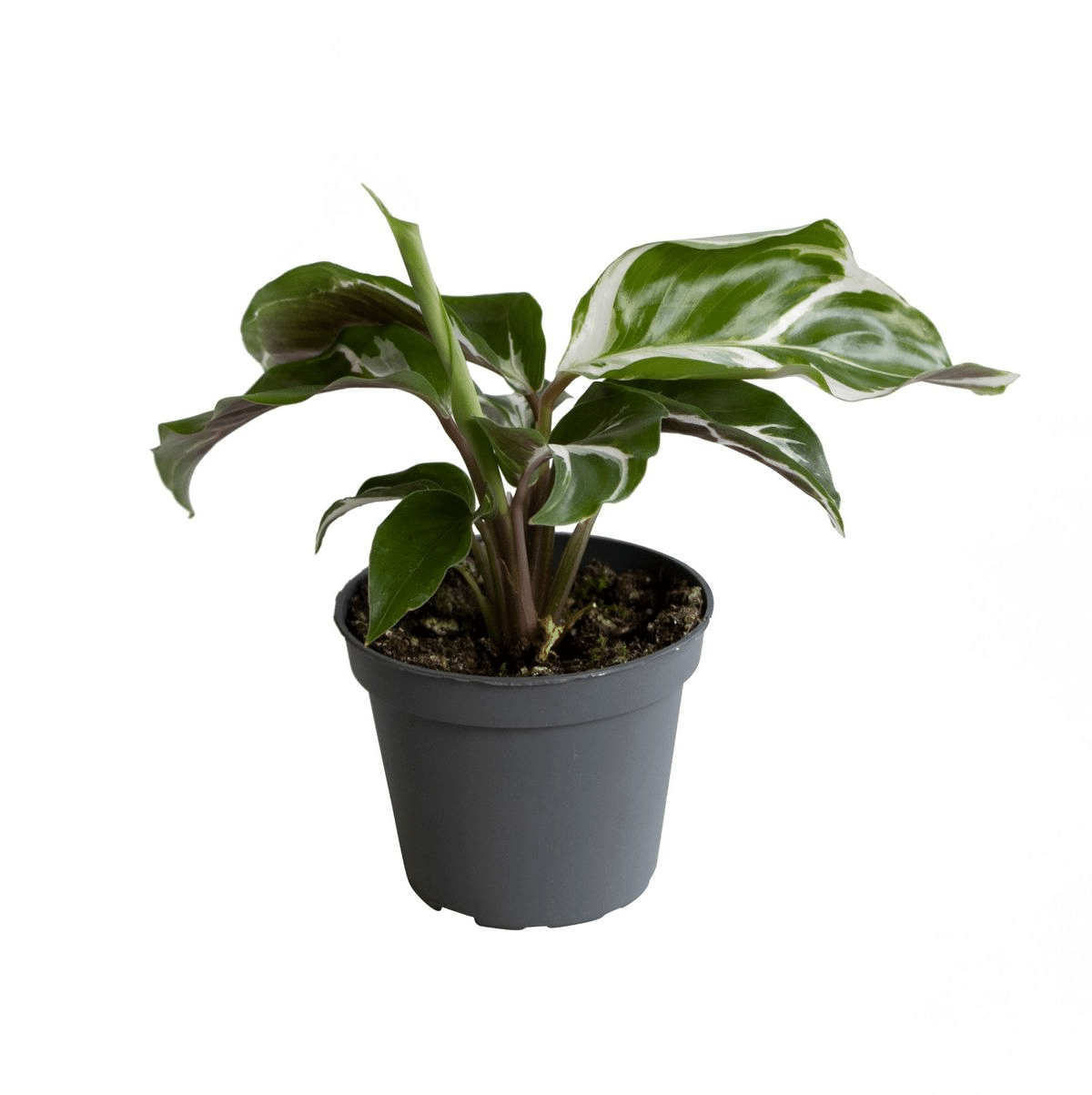 Goeppertia (Calathea) lietzei 'White fusion' Plug