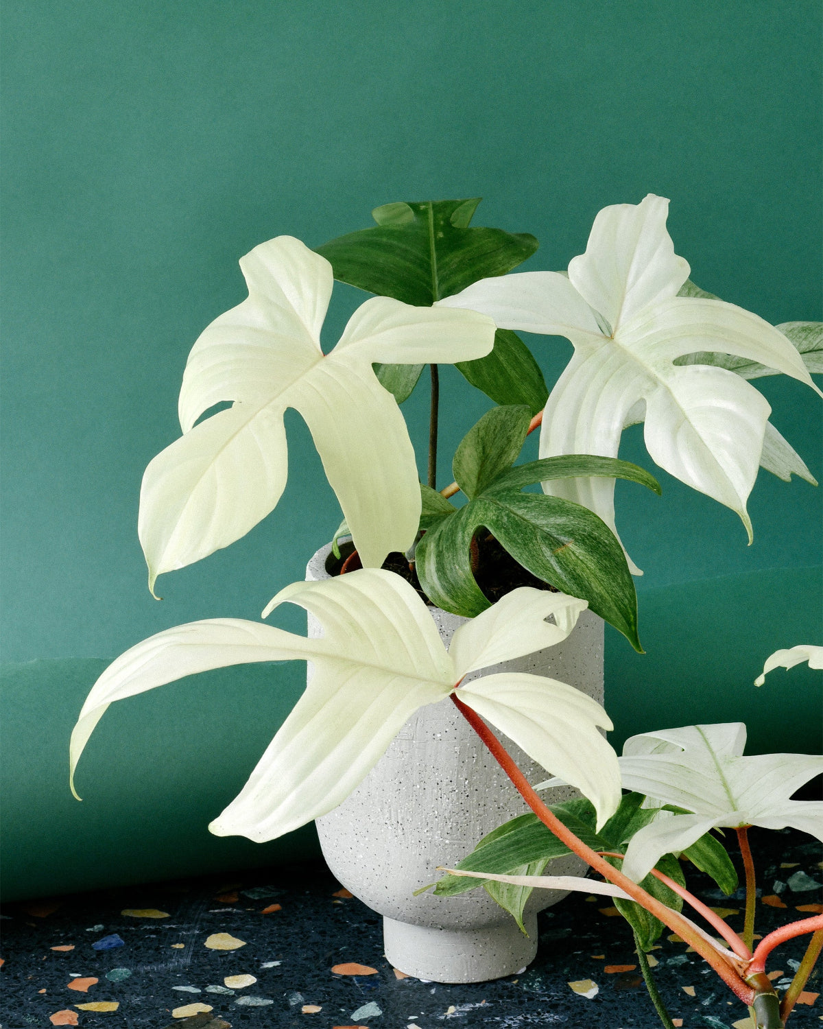 Philodendron 'Florida Ghost' Large