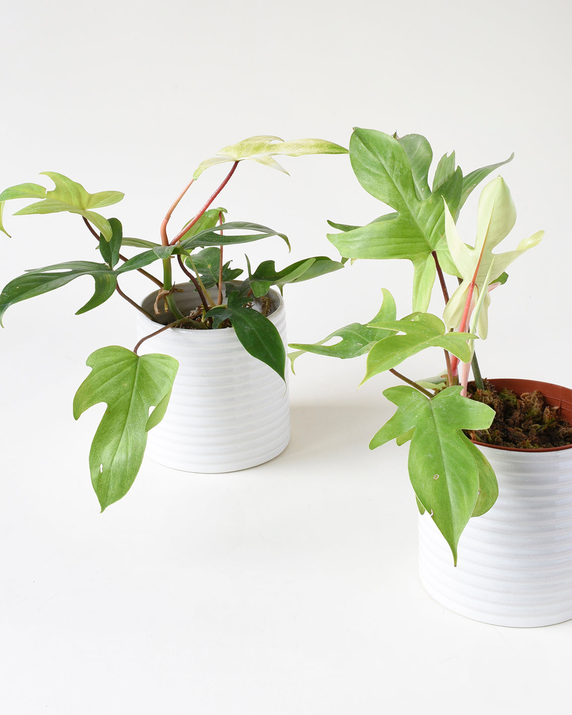 Philodendron Florida Ghost Medium