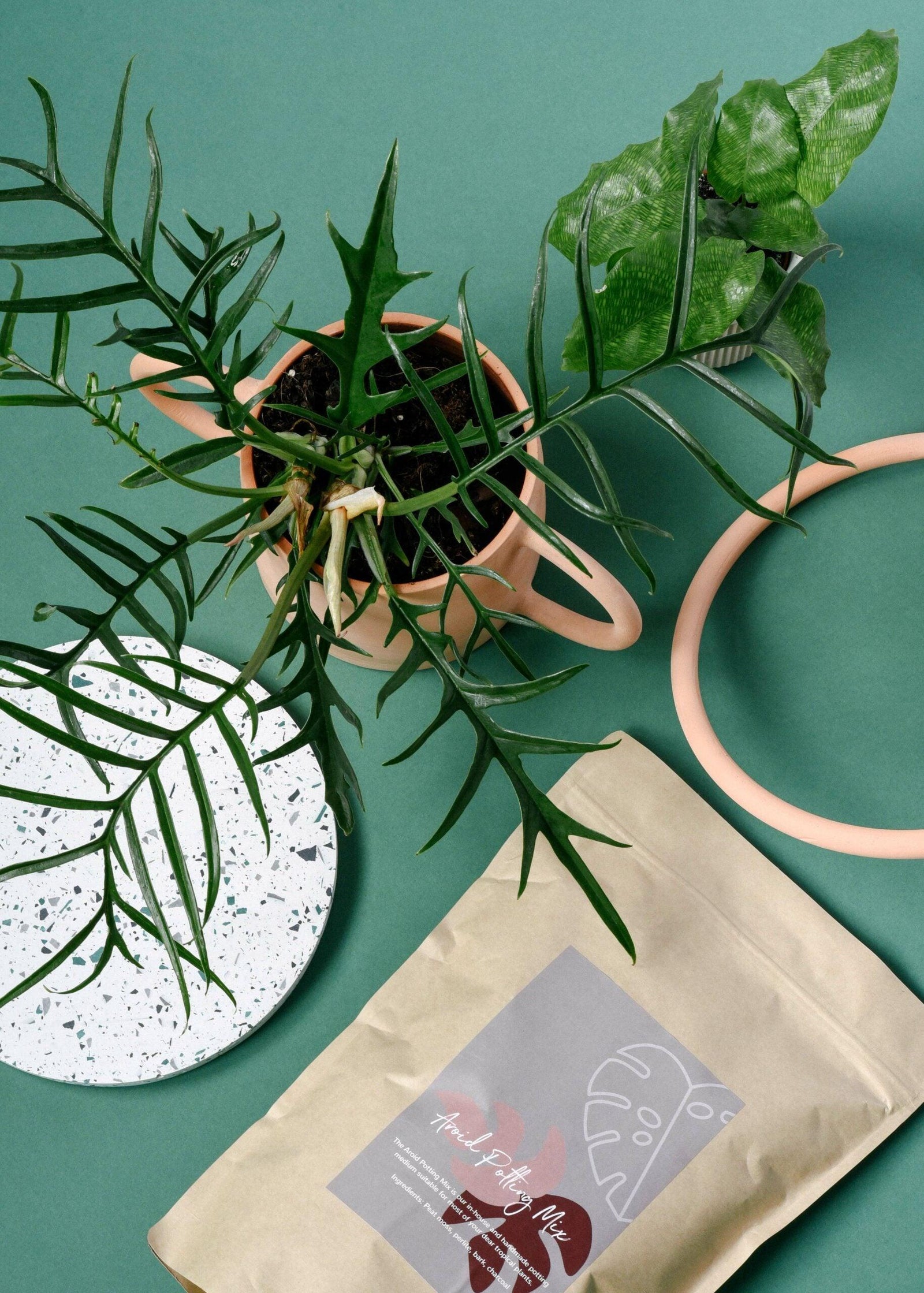 plant house gift card Plant Circle Gift Card