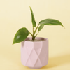 Pink geometric pot with a Philodendron 'Glad hands' (quercifolium) baby plant on a yellow background