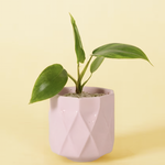 Pink geometric pot with a Philodendron 'Glad hands' (quercifolium) baby plant on a yellow background