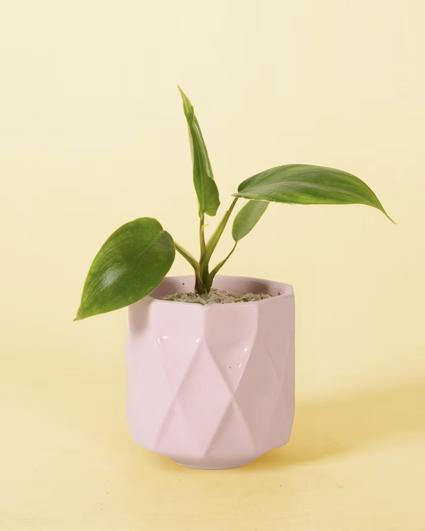 Pink geometric pot with a Philodendron 'Glad hands' (quercifolium) baby plant on a yellow background