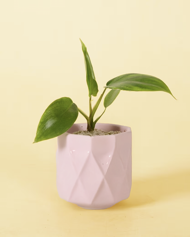 Pink geometric pot with a Philodendron 'Glad hands' (quercifolium) baby plant on a yellow background