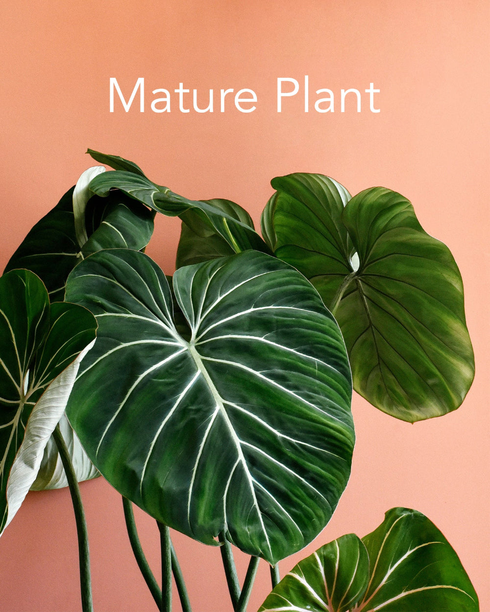 Philodendron gloriosum dark form mature plant example with large veined leaves