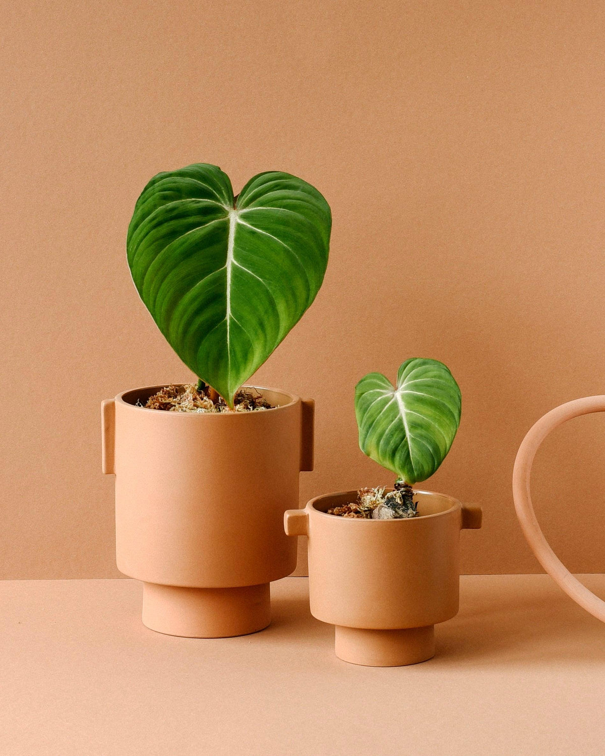 Healthy Philodendron Gloriosum Baby. A perfect philodendron gloriosum baby for your indoor houseplant collection.