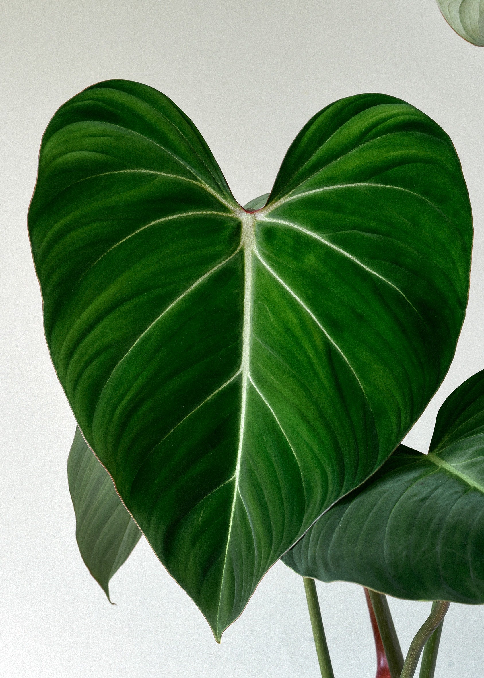 philodendron gloriosum plant circle