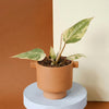 Potted baby healthy philodendron gloriosum variegata on a round white platform with a brown and beige background