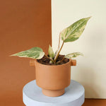 Potted baby healthy philodendron gloriosum variegata on a round white platform with a brown and beige background