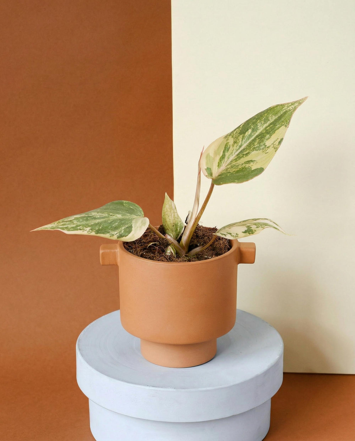 Potted baby healthy philodendron gloriosum variegata on a round white platform with a brown and beige background