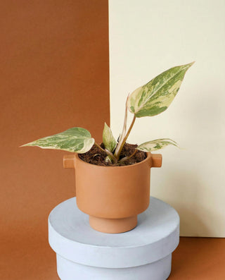 Potted baby healthy philodendron gloriosum variegata on a round white platform with a brown and beige background