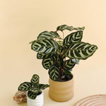 Goeppertia (Calathea) Makoyana Medium