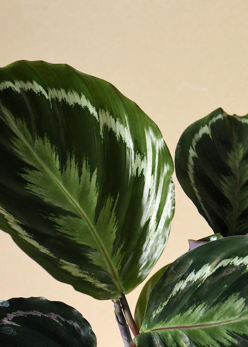Close-up of Goeppertia Calathea Medallion leaf showing dark green patterning and bright central markings.