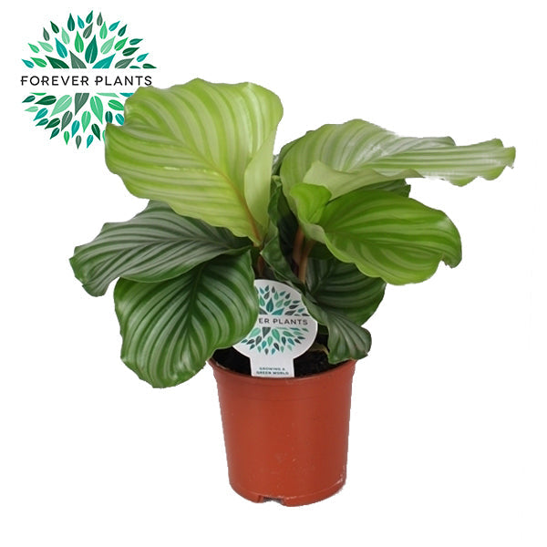 Goeppertia (Calathea) Orbifolia M