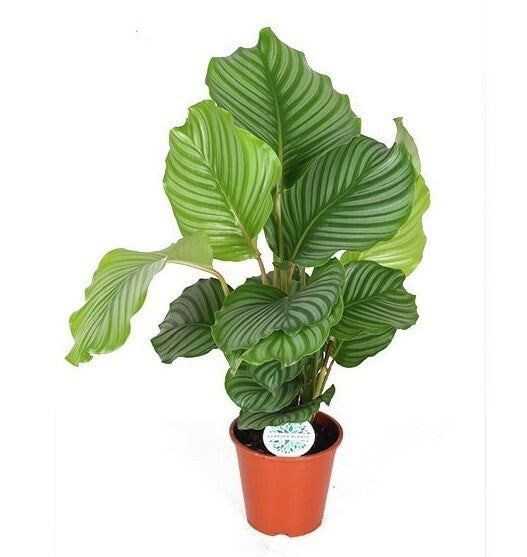 Goeppertia (Calathea) Orbifolia L