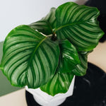 Healthy Calathea Orbifolia Baby by Plant Circle – Baby, Approx. 10.0cm height by Plant Circle – 6.0cm Pot. A perfect calathea orbifolia baby by plant circle – baby, approx. 10.0cm height by plant circle – 6.0cm pot for your indoor houseplant collection.