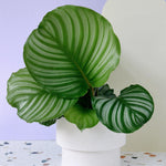 Goeppertia (Calathea) Orbifolia M