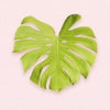 monstera deliciosa golden lemon lime mature monstera leaf on a light pink background