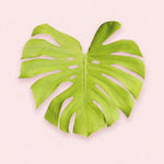 monstera deliciosa golden lemon lime mature monstera leaf on a light pink background
