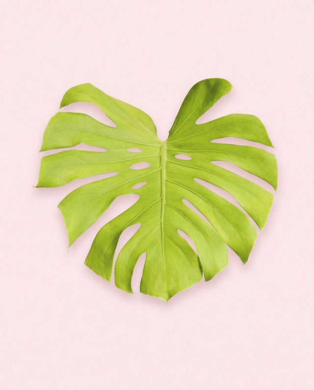 monstera deliciosa golden lemon lime mature monstera leaf on a light pink background