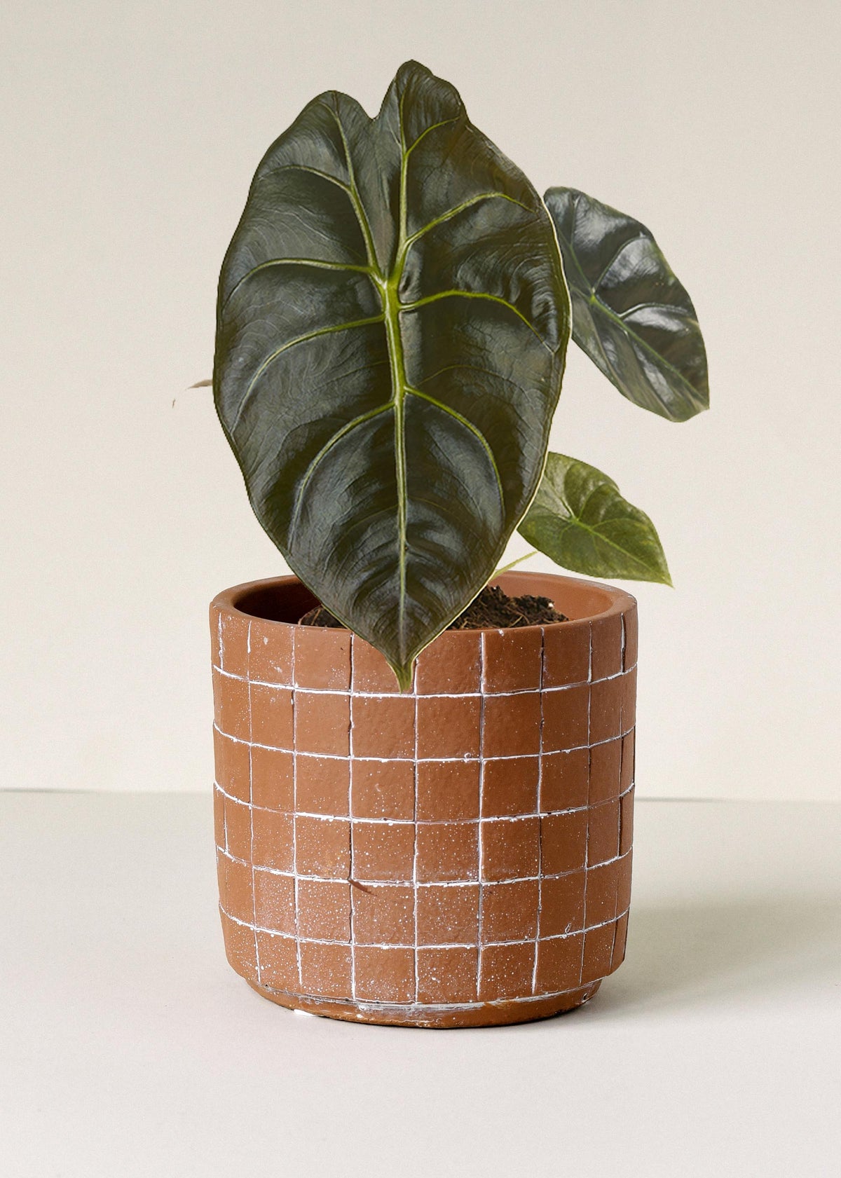 Alocasia 'Golden Bone' M -  Plant Circle.