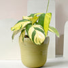 Ctenanthe lubbersiana 'Golden Mosaic' – Baby, Approx. 14.0cm height – 6.0cm Pot Default Title 1