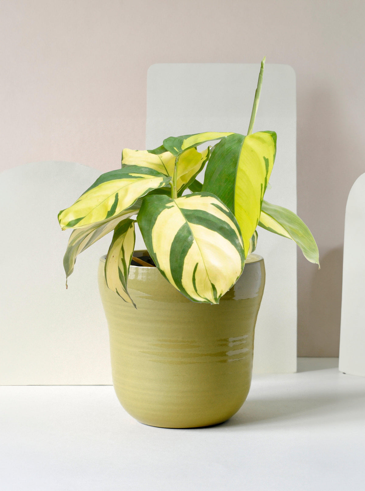 mosaic plant indoor Ctenanthe lubbersiana 'Golden Mosaic' baby