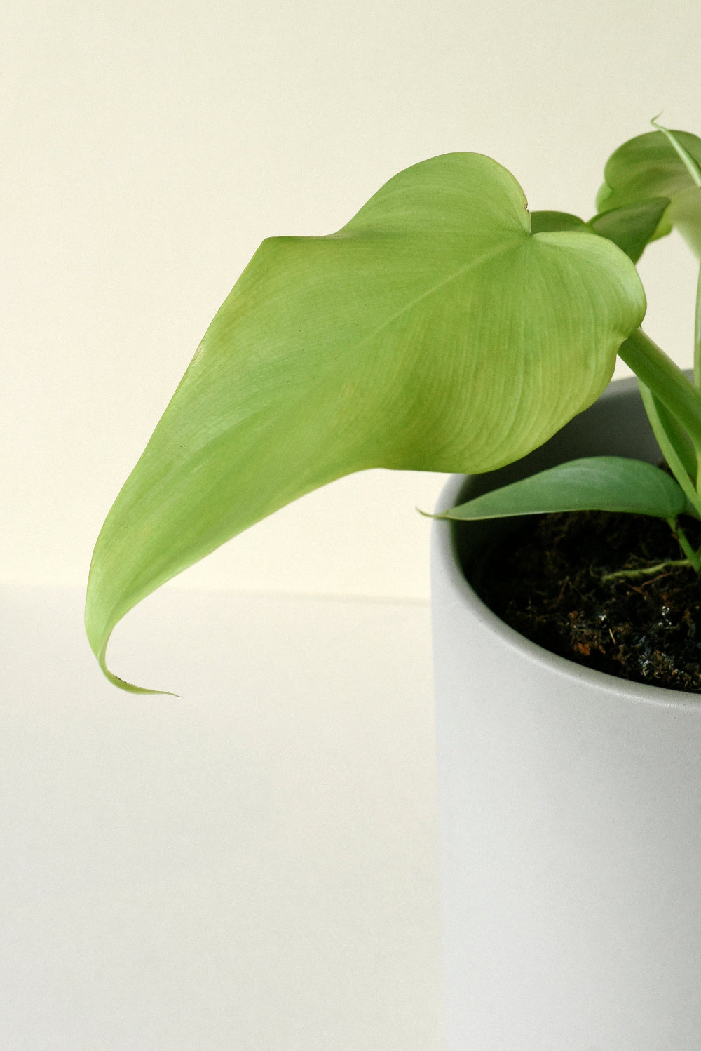 Close up of Philodendron bipennifolium ‘Golden Violin’ Plug on a light background