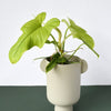 Philodendron Bipennifolium Aurea (Gold Violin)  by plant circle