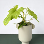 Philodendron Bipennifolium Aurea (Gold Violin)  by plant circle