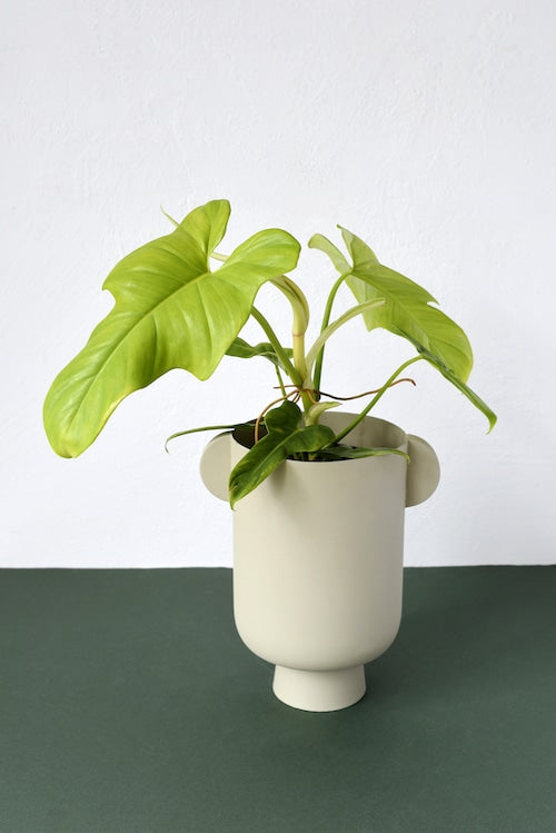 Philodendron Bipennifolium Aurea (Gold Violin)  by plant circle