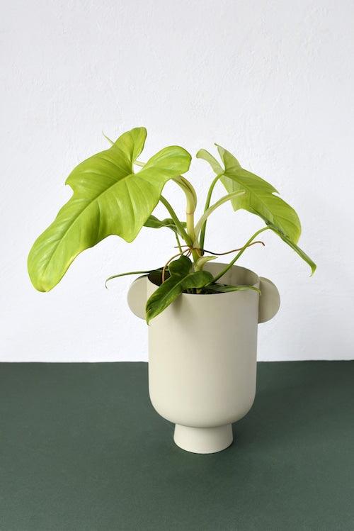 Healthy Philodendron Bipennifolium Aurea (Gold Violin) M. A perfect philodendron bipennifolium aurea (gold violin) m for your indoor houseplant collection.