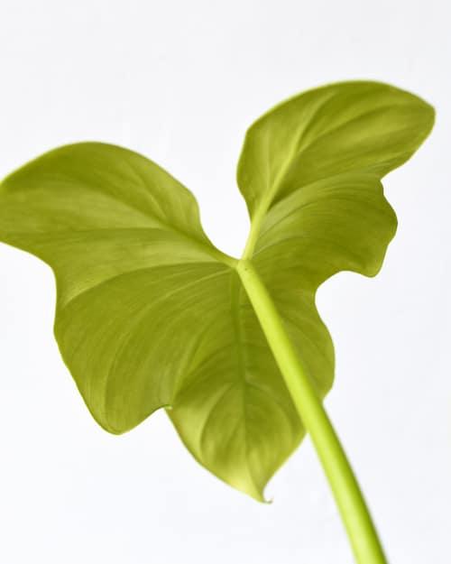 Healthy Philodendron Bipennifolium Aurea (Gold Violin) M. A perfect philodendron bipennifolium aurea (gold violin) m for your indoor houseplant collection.