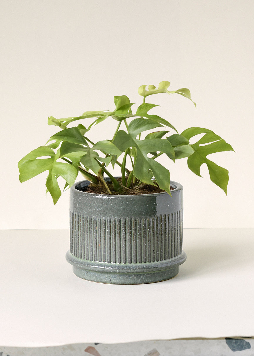 Rhaphidophora Tetrasperma 'Goldrush