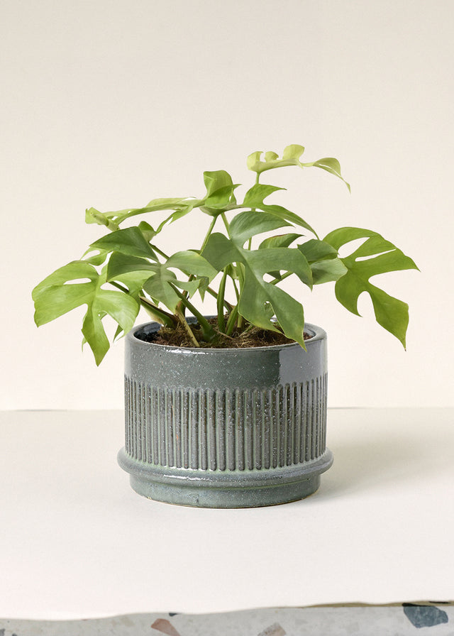 Rhaphidophora Tetrasperma 'Goldrush