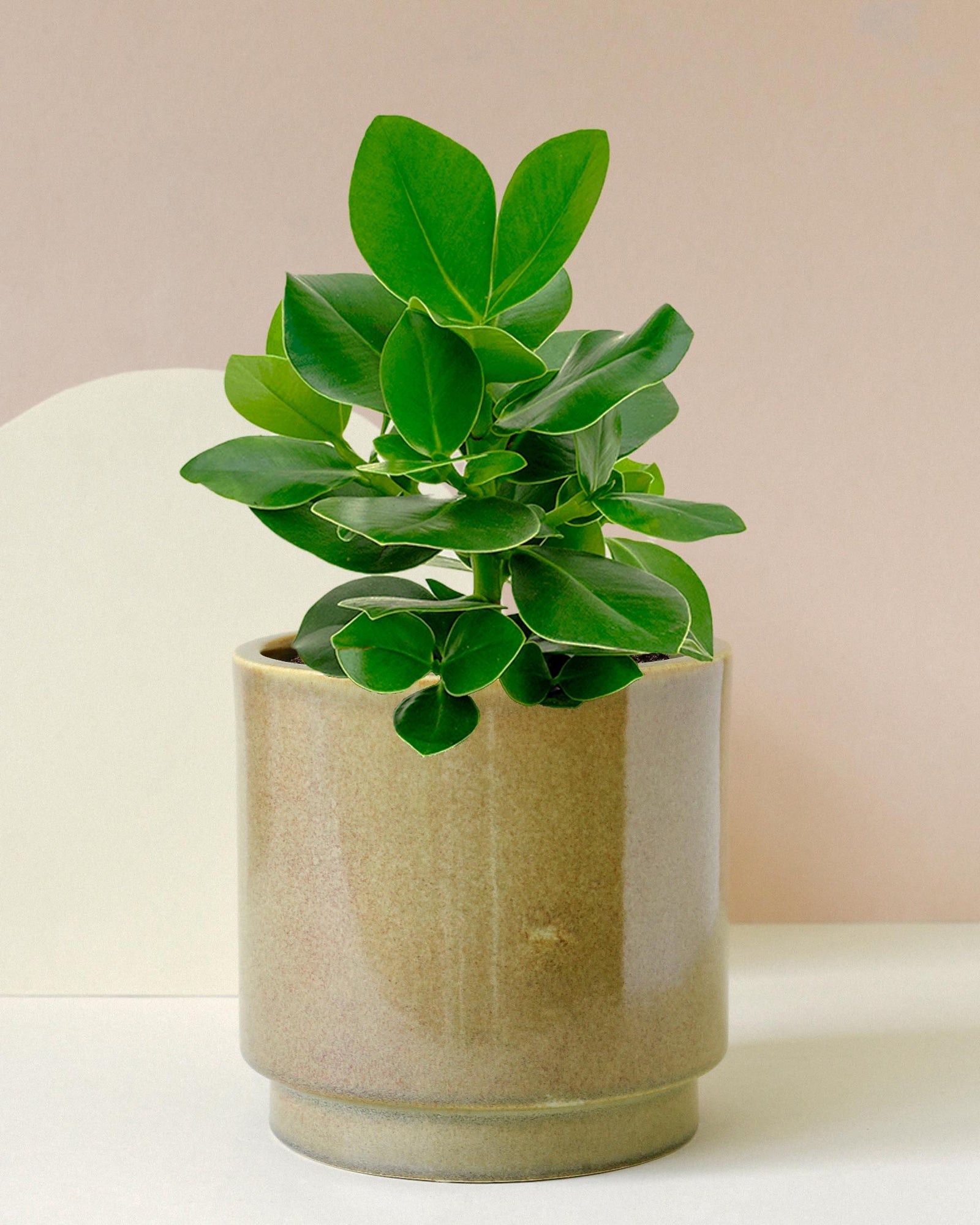 clusia indoor plant Clusia Princess (Clusia fluminensis 'Princess') Medium