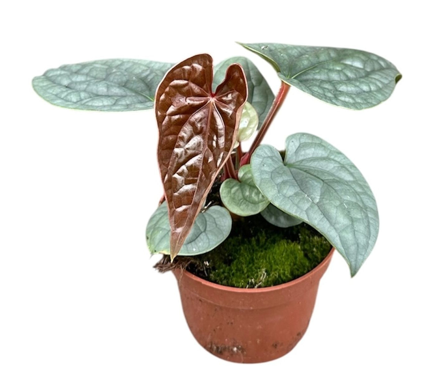 nthurium luxurians medium size with dark mature leaves and visible emerging leaf unfurling in coppery tones – stunning tropical plant for EU homes
